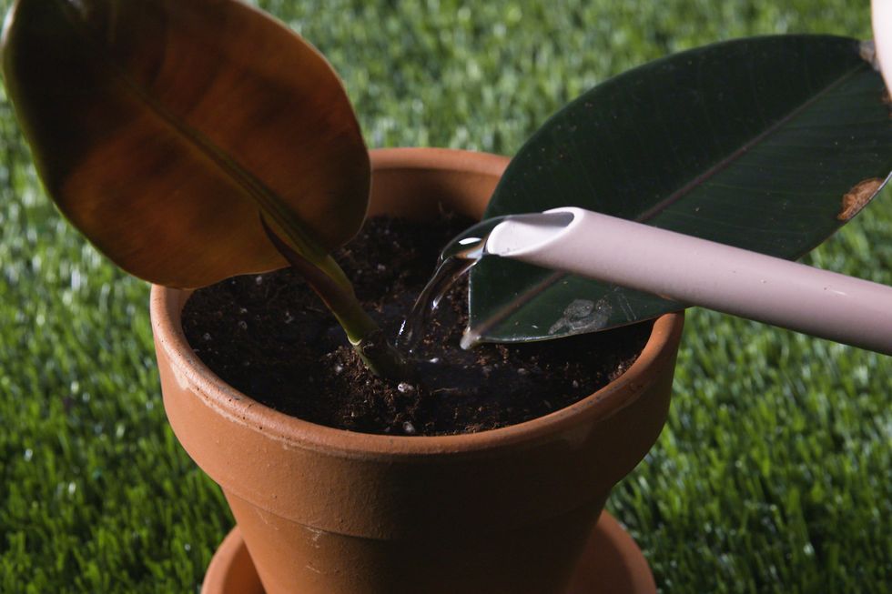 Propagate a Plant