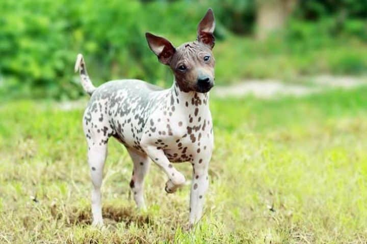 American Hairless Terrier