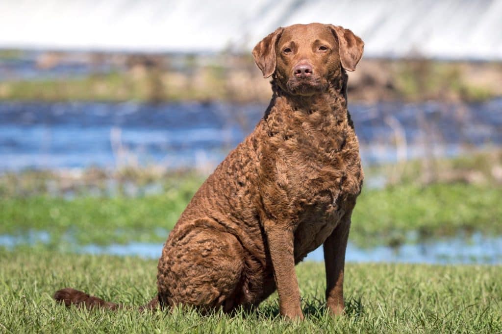 Chesapeake Bay Retriever