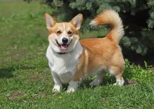 Corgi