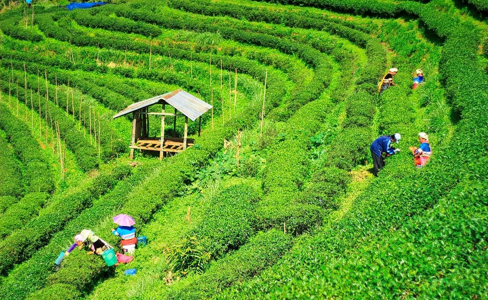 Exploring the serene tea gardens of Darjeeling