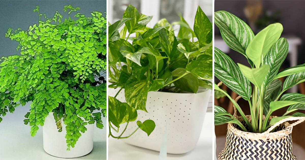 Indoor-Plants-That-Thrive-In-Low-light-Environments--
