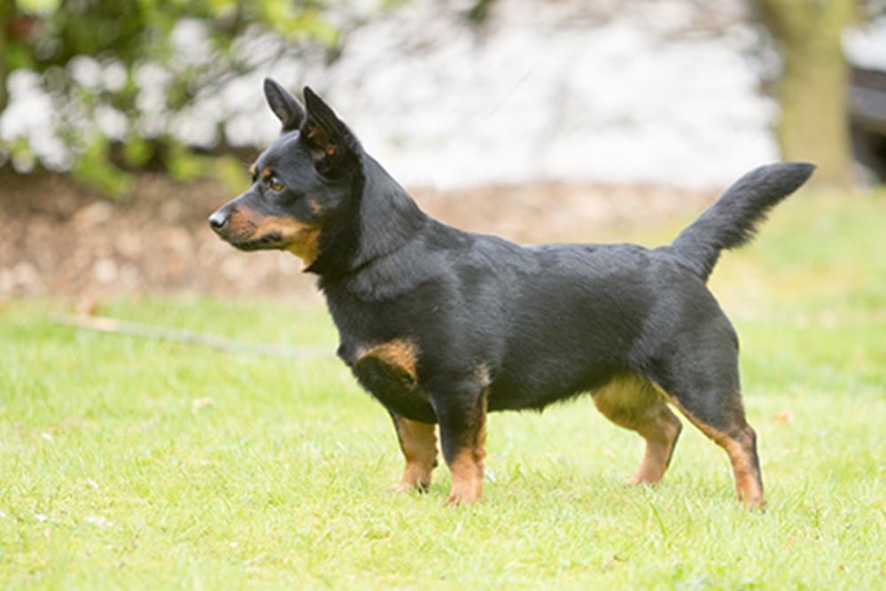 Lancashire Heeler