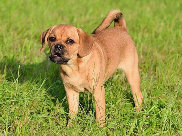 Puggle