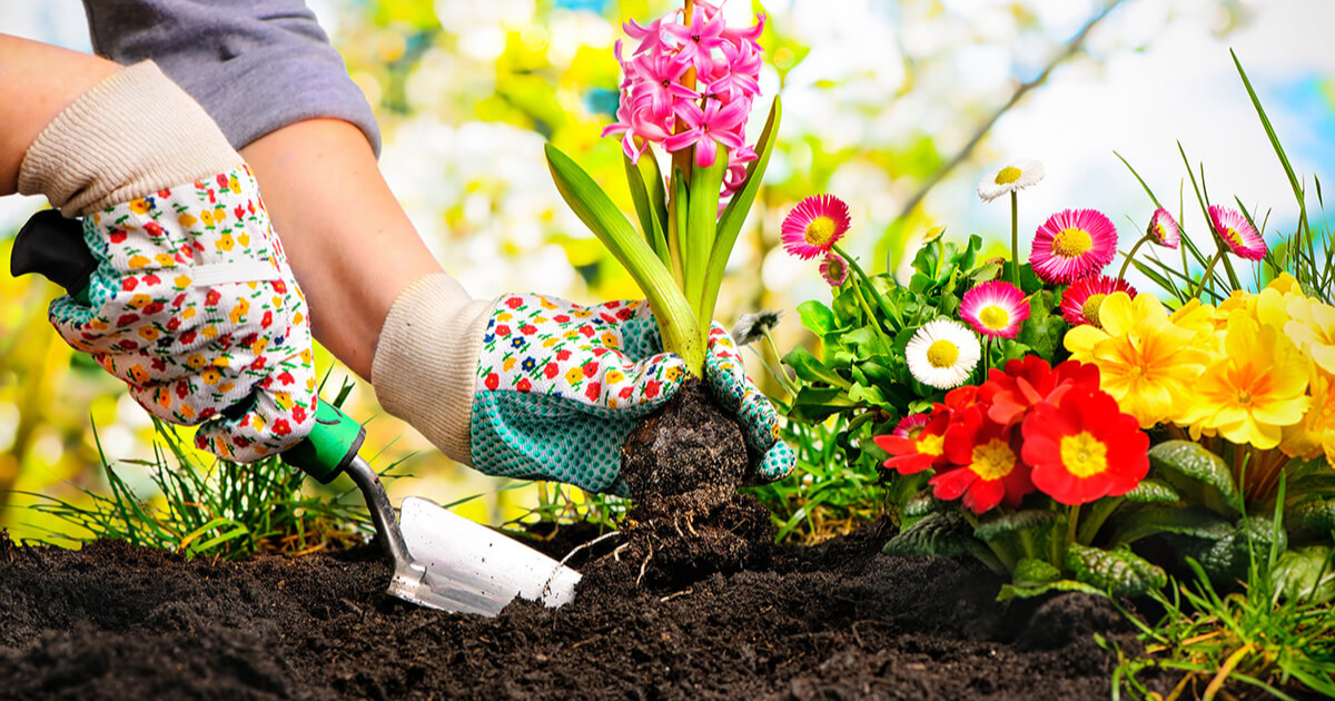 Flower Gardening: A Beginner's Guide To Growing Beautiful Blooms
